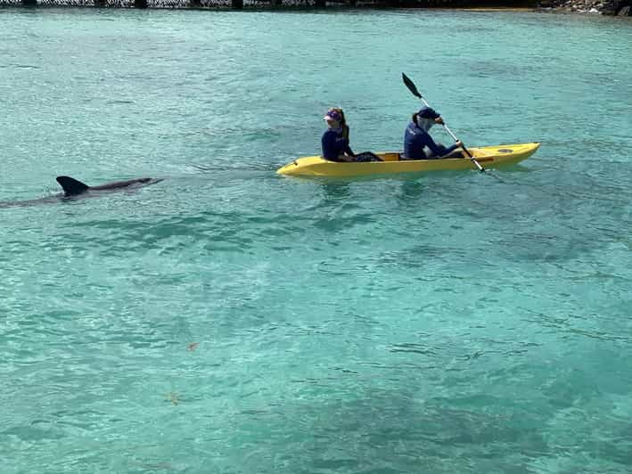 St. Thomas Guided Kayak Tour with Dolphin Sighting GetYourGuide