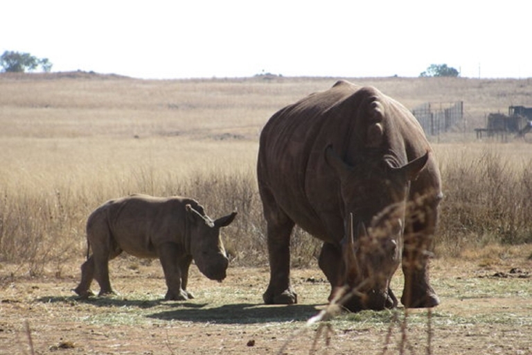 Johannesburg: excursion d'une journée au berceau de l'humanité et safari