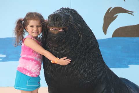 St. Thomas: Guided Sea Lion Encounter