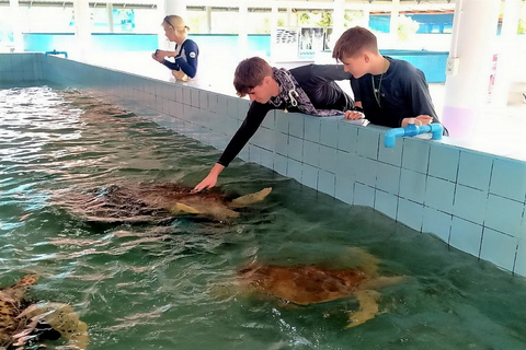 Desde Phuket: tour privado de conservación de elefantes y tortugas marinas