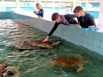 From Phuket: Elephant & Sea Turtle Conservation Private Tour