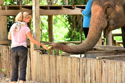 Från Phuket: Privat tur för bevarande av elefanter och havssköldpaddorFrån Phuket: Privat tur till Phuket: Bevarande av elefanter och havssköldpaddor