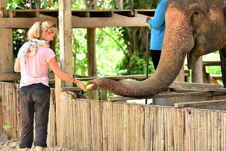 Z Phuket: prywatna wycieczka do ochrony słoni i żółwi morskich