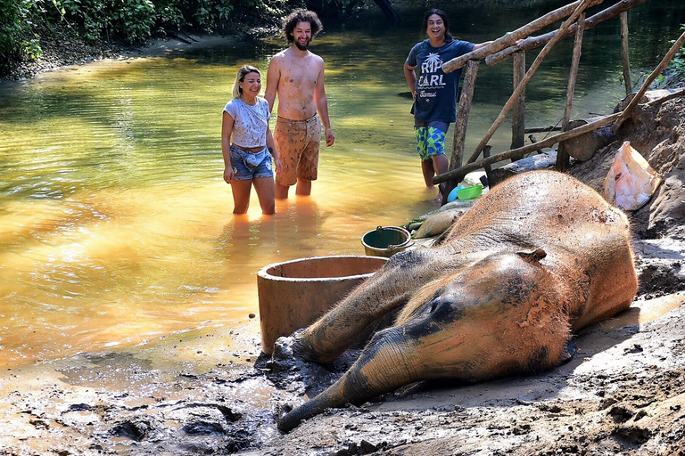 From Phuket: Elephant & Sea Turtle Conservation Private Tour