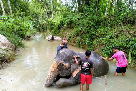 Von Phuket aus: Elefanten- und Meeresschildkröten-Schutz Privat-Tour