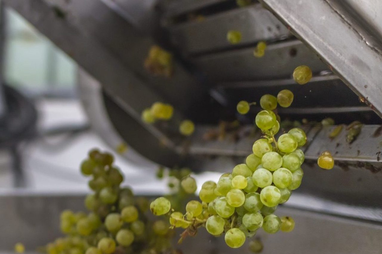 San Bartolomé : Visite et dégustation du vignoble Bodegas El GrifoVisite en espagnol