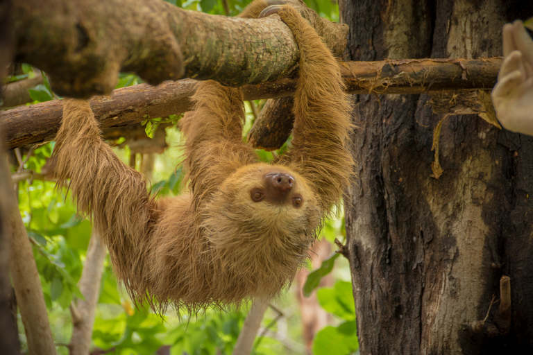 Guanacaste: Diamante Adventure Park All-Day Adventure PassGuanacaste: Diamante All-Day Adventure Pass mit Zipline