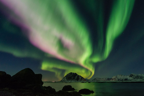 De Reykjavik: croisière touristique aurores boréalesAvec prise en charge à l'hôtel