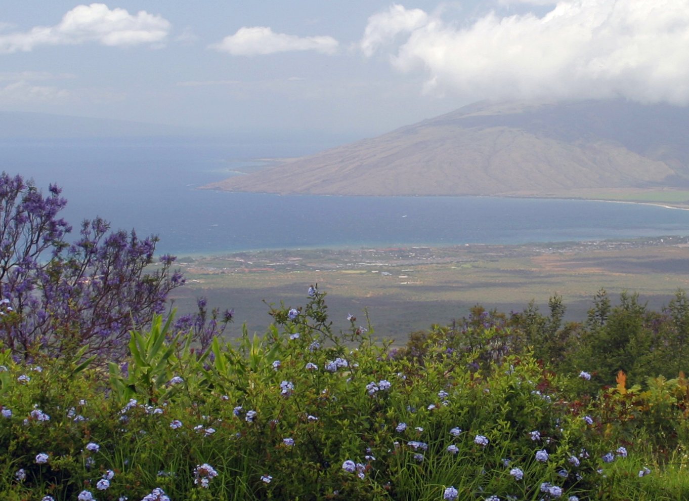 Maui: Gedefarm, destilleri og glasblæsningstur m/ smagning