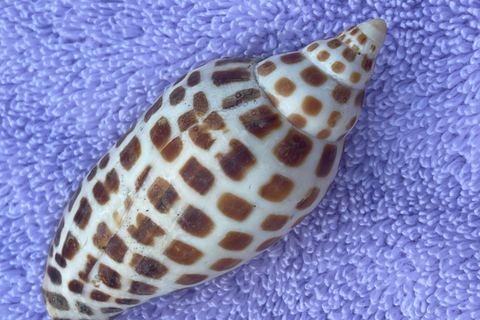 Marco Island: Dolphin, Shelling, Beach & Ten Thousand Island 4 Hour Option