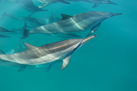 Waimea: Nā Pali Coast Zodiac Raft Sea Caves + Snorkel Nā Pali Coast Zodiac Raft Sea Caves + Snorkel Expedition