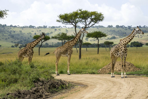 From Nairobi: 2-Day Amboseli National Park Private Safari By Safari van