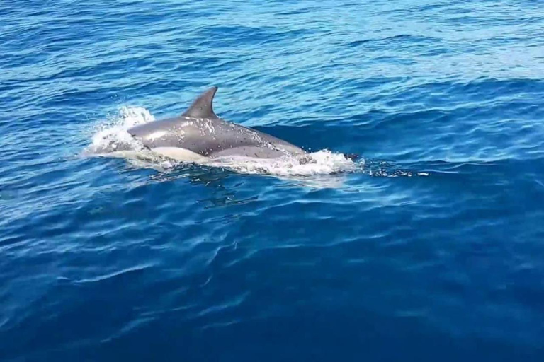 Muscat : Dolphin Watching Trip & Jet Ski Ride Adventure