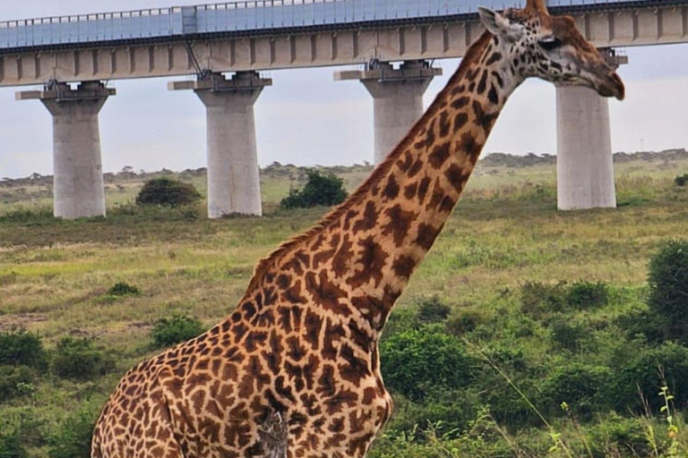 Parque Nacional de Nairobi Privado: Excursão de meio dia com safáriParque Nacional de Nairobi: Tour particular em van com teto aberto