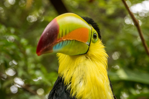 Diamante Eco Adventure Park: Wildlife Sanctuary Pass Diamante Eco Adventure Park: Admission Ticket