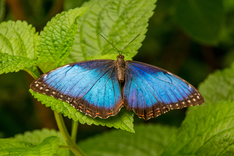 Diamante Eco Adventure Park: Wildlife Sanctuary Pass Diamante Eco Adventure Park: Admission Ticket