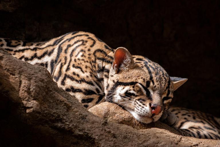 Diamante Eco Adventure Park: Wildlife Sanctuary Pass Diamante Eco Adventure Park: Admission Ticket