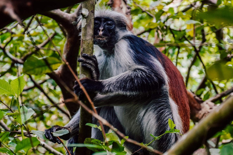 Zanzibar: Jozani Forest & Salaam Cave + Pickup & Entry fees Private Group: with Hotel Pickup from ALL HOTELS in Zanzibar