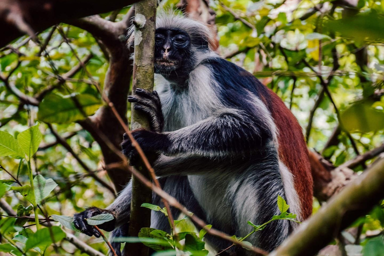 Zanzibar: Jozani Forest & Salaam Cave + Pickup & Entry fees Private Group: with Hotel Pickup from ALL HOTELS in Zanzibar