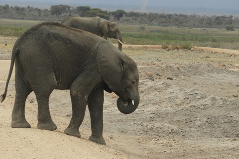 De Nairobi: Viagem de 1 dia ao Parque Nacional Amboseli e passeio de carroDe Nairóbi: excursão diurna ao Parque Nacional Amboseli e safári