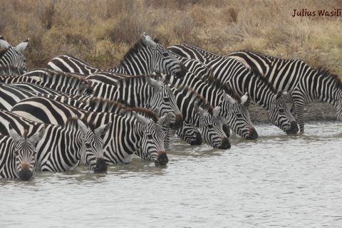 De Nairobi: Viagem de 1 dia ao Parque Nacional Amboseli e passeio de carroDe Nairóbi: excursão diurna ao Parque Nacional Amboseli e safári