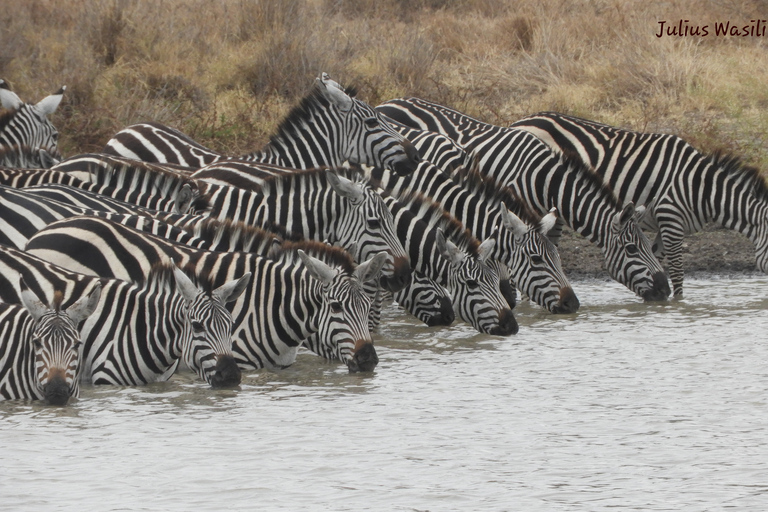 Von Nairobi aus: Amboseli National Park Tagesausflug & Pirschfahrt