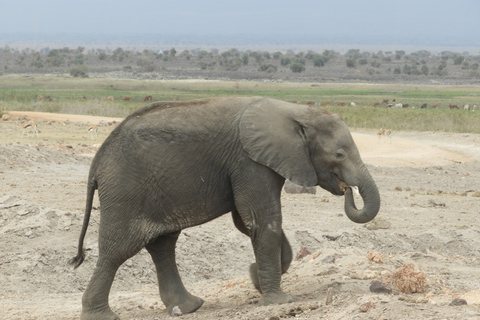 Von Nairobi aus: Amboseli National Park Tagesausflug & Pirschfahrt