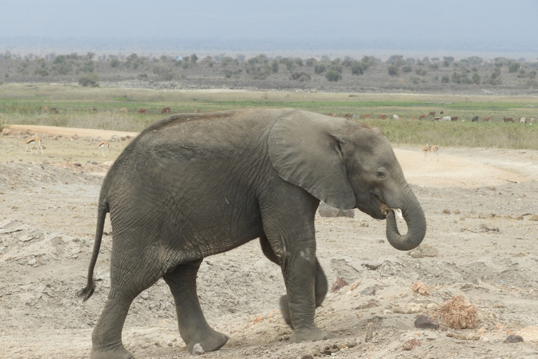 De Nairobi: Viagem de 1 dia ao Parque Nacional Amboseli e passeio de carroDe Nairóbi: excursão diurna ao Parque Nacional Amboseli e safári