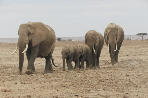 Von Nairobi aus: Amboseli National Park Tagesausflug & Pirschfahrt