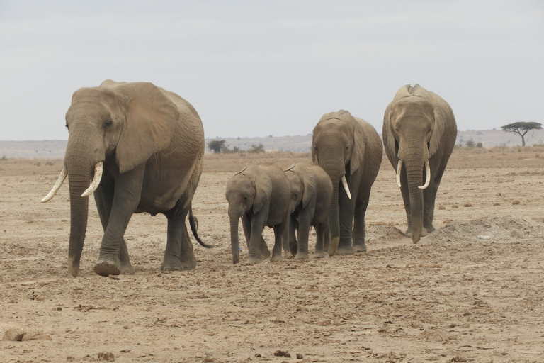 De Nairobi: Viagem de 1 dia ao Parque Nacional Amboseli e passeio de carroDe Nairóbi: excursão diurna ao Parque Nacional Amboseli e safári