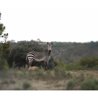Hankey: Pabala Private Nature Reserve 4x4 Self-Drive Safari