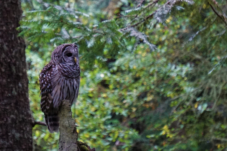 Seattle: Private Whidbey Island & Deception Pass Tour