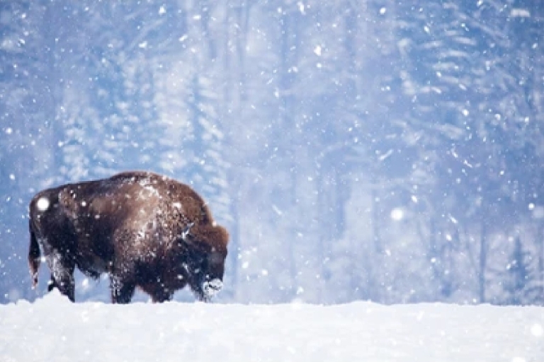Jackson: Grand Teton und National Elk Refuge Wintertagestour2 Tage im Voraus stornieren: Grand Teton & National Elk Refuge