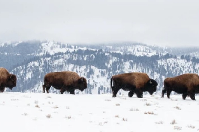 Jackson: Grand Teton und National Elk Refuge Wintertagestour2 Tage im Voraus stornieren: Grand Teton & National Elk Refuge