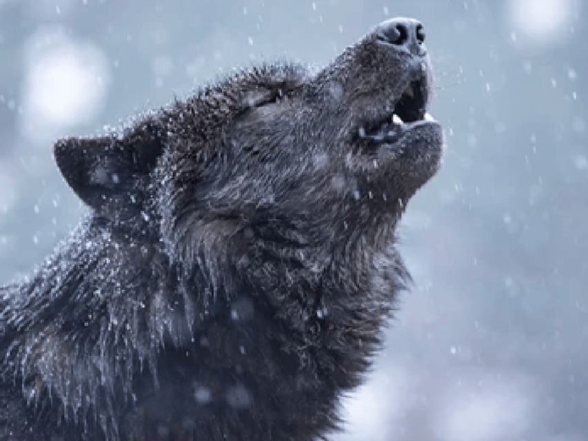 Jackson, Grand Teton und National Elk Refuge Winter Tagesausflug - Hizvo