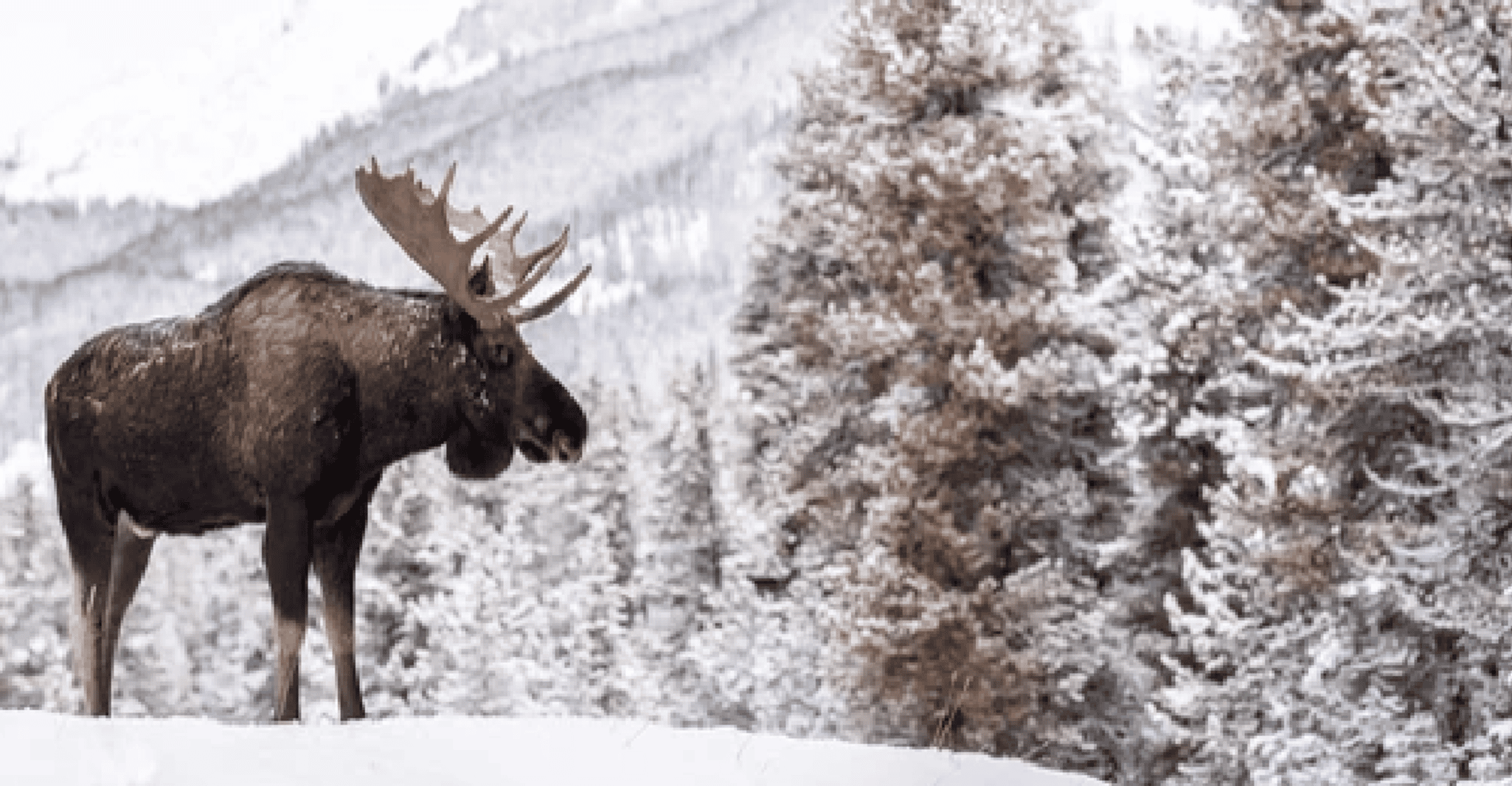 Jackson, Grand Teton und National Elk Refuge Winter Tagesausflug - Hizvo