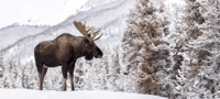 Jackson, Grand Teton et National Elk Refuge Voyage de jour d'hiver - Hizvo