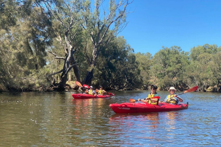 Perth: tour en kayak por el río Swan con cena y degustación de vinos