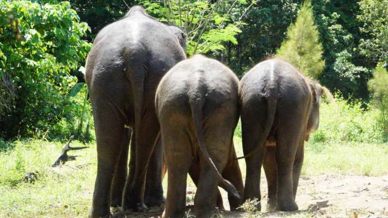 Koh Samui: Half Day Ethical Elephant Sanctuary With Mud Spa
