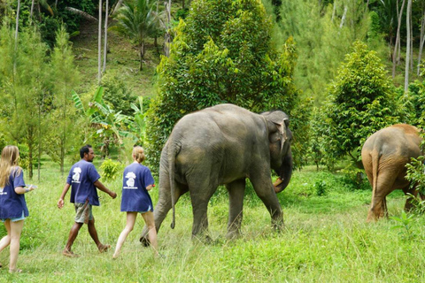 Koh Samui: Halvdags etisk elefantreservat med lera-spaMötesplats vid Samui Elephant Spa (ingen transfer från hotellet)