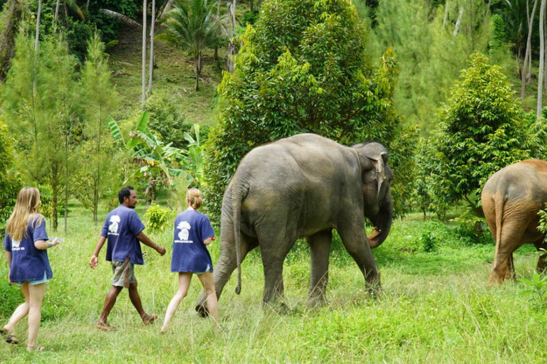 Koh Samui: Halvdags etisk elefantreservat med lera-spaMötesplats vid Samui Elephant Spa (ingen transfer från hotellet)