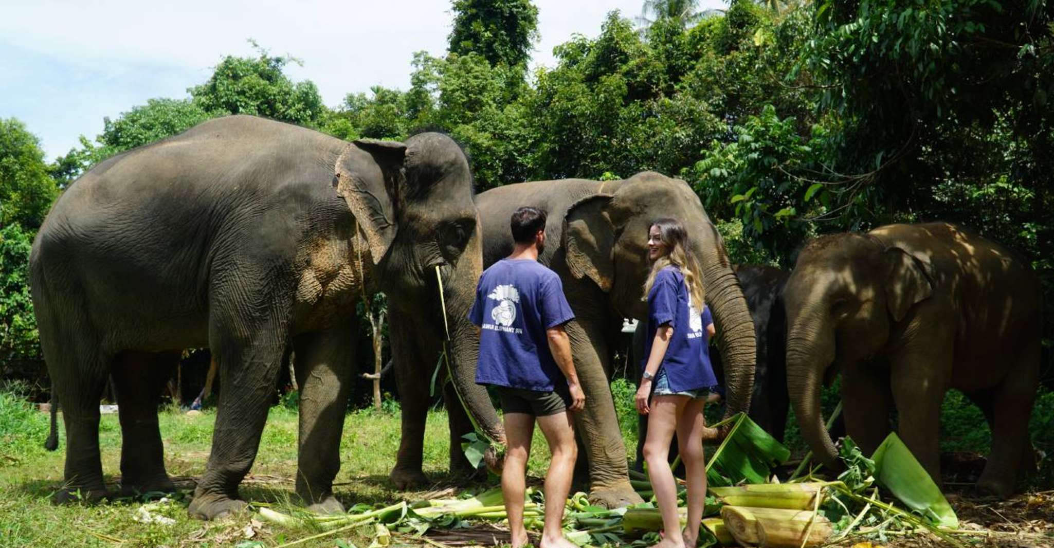 Koh Samui, Half-Day Ethical Elephant Sanctuary with Mud Spa - Housity