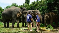 Koh Samui, halve dag ethisch olifantenreservaat met modderspa - Housity