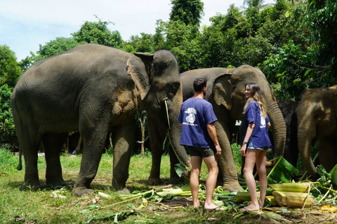 Koh Samui: Halvdags etisk elefantreservat med lera-spaMötesplats vid Samui Elephant Spa (ingen transfer från hotellet)
