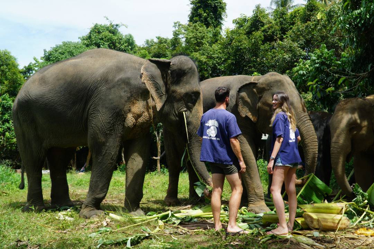 Koh Samui: Halvdags etisk elefantreservat med lera-spaMötesplats vid Samui Elephant Spa (ingen transfer från hotellet)