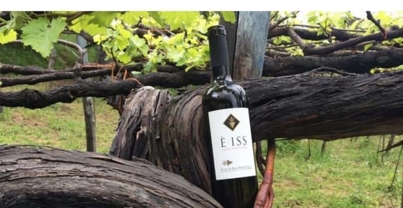 Tramonti: Tenuta San Francesco Weinverkostung