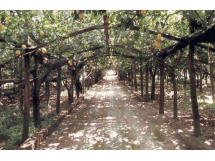 Tramonti Lemon Gardens Tour with Local Product Tasting GetYourGuide