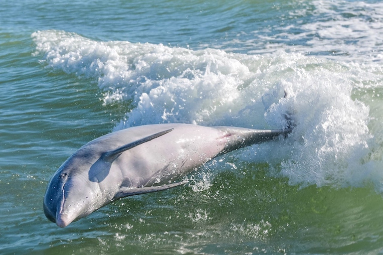 Marco Island: Dolphin, Shelling, Beach & Ten Thousand Island 4 Hour Option