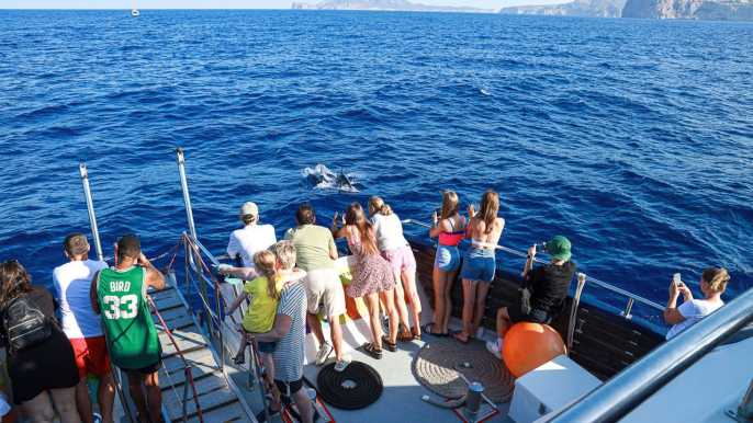 Mallorca: crucero de avistamiento de delfines con traslado