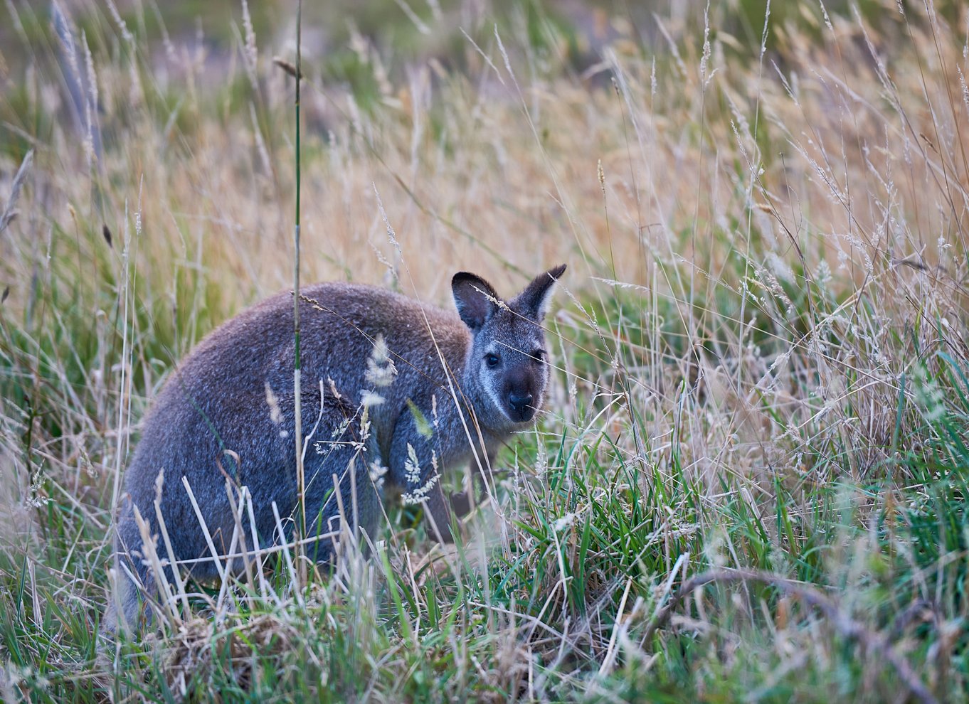 Apollo Bay: Dusk Discovery Great Ocean Road Wildlife Tour